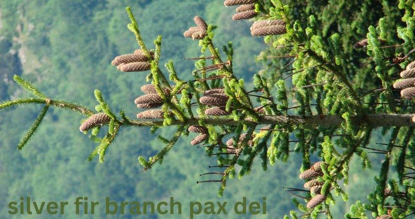 silver fir branch pax dei