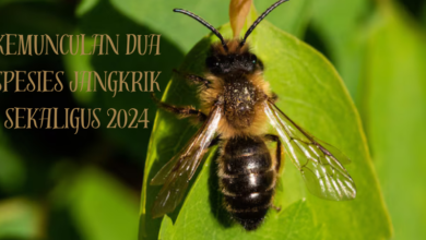 kemunculan dua spesies jangkrik sekaligus 2024