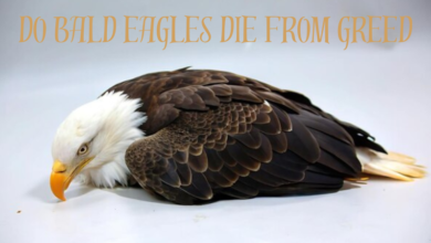 do bald eagles die from greed