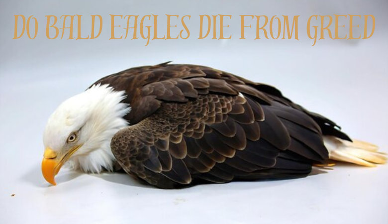 do bald eagles die from greed